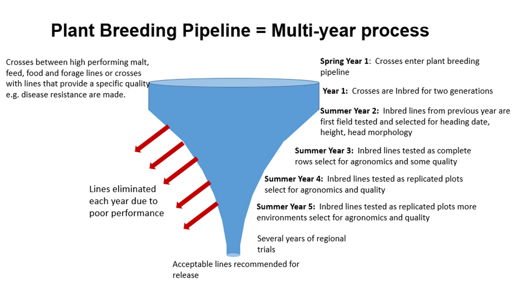 Breeding Program Barley Breeding Program Montana State University 1498